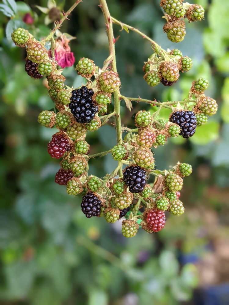 close-up of the berries of the brambles, some of which are black and juicy, others red getting ready and green still to get going 