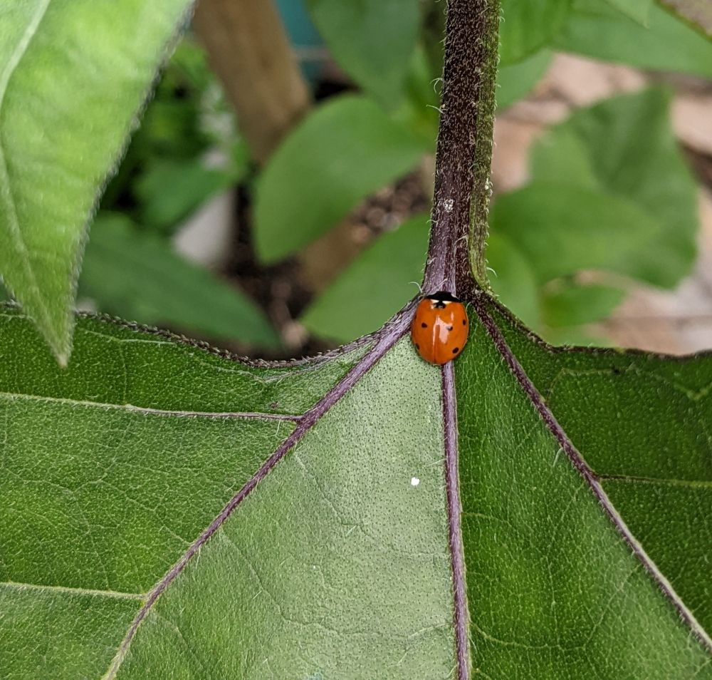 photo of a 7 spot ladybird on a sunflower leaf