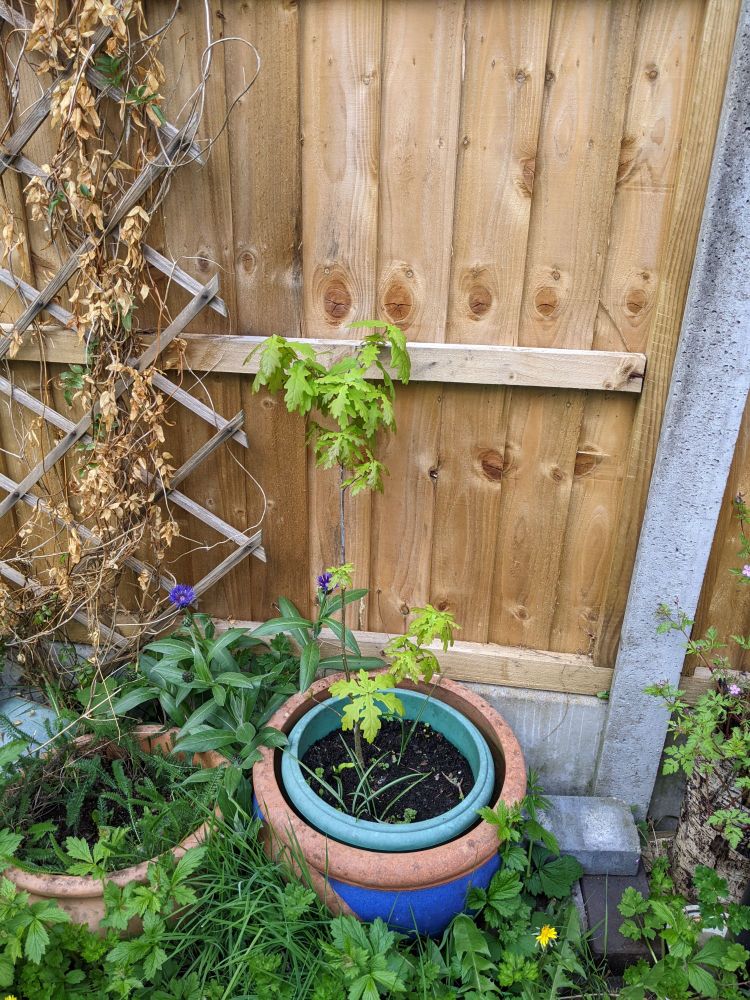 photo of 1m tall oak sapling with fresh green leaves, grown in a pot by a small child planting an acorn 7 years ago