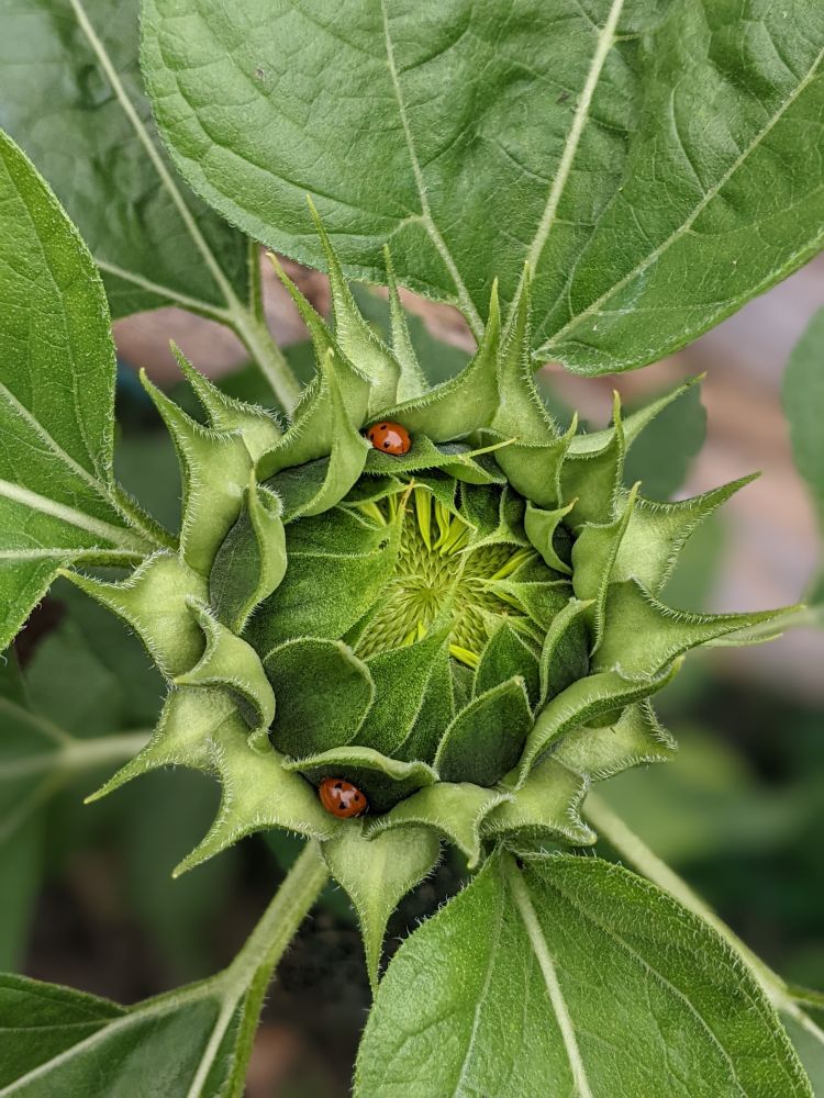 photo of 2x 7 spot ladybirds tucked up in the still green furled up head of a sunflower waiting to bloom