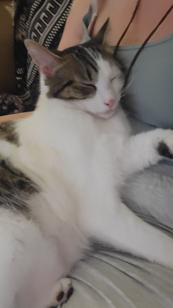 Adorable white kitty with brown, black, and grey markings and a teeny little pink nose, sleeping  on his Mama's lap. 