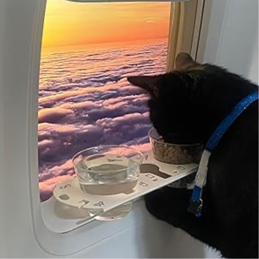 a black cat munching kibble out of a cupholder attached to an airplane window