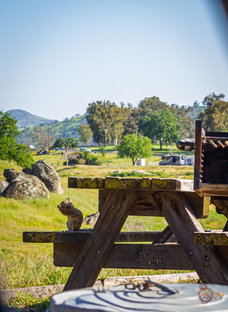 A photo taken at a park somewhere in San Joaquin Valley California. In  the foreground is a metal trashcan, in the center of the frame is a wooden picnic table with a squirrel sitting on a bench, and in the background are rolling green hills and scattered trees and occasional large boulders.