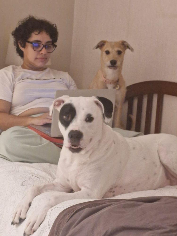 nicole is sitting on a bed, with a laptop on her crossed legs, with one black and white pitbull lying down in front of her and a yellow mixed dog to her left. 