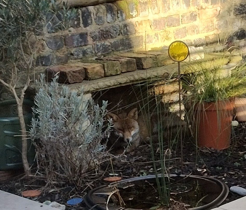 A fox is curled up under a stone bench. It's looking back at the camera.