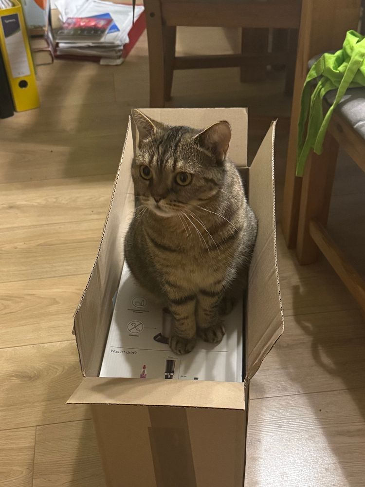 Unsere Katze Stacey sitzt auf einem hochkant stehenden Karton.