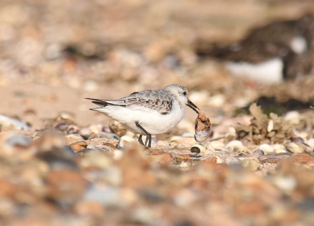 Sanderling on a stony beach carrying a shell with dinner inside.