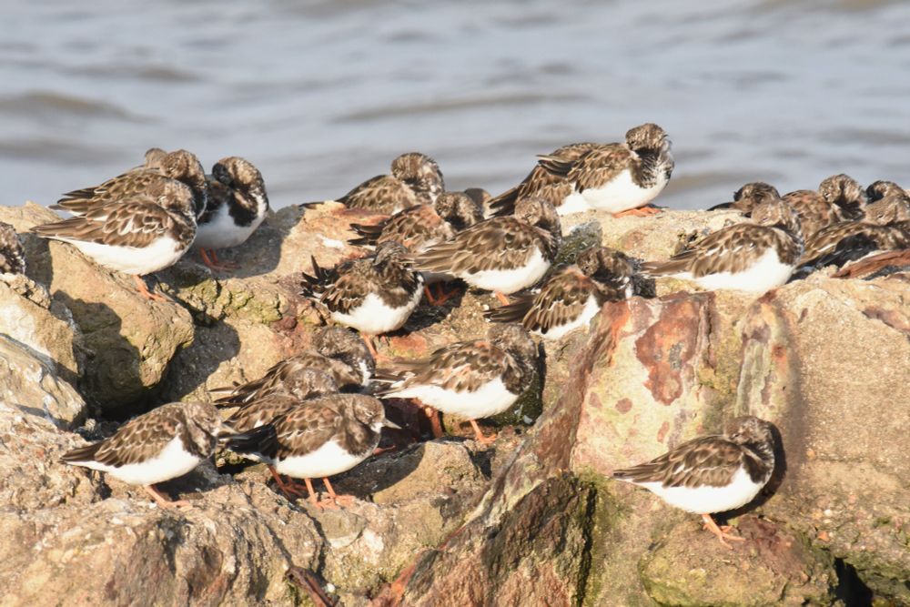 Turnstones roosting on a rock.