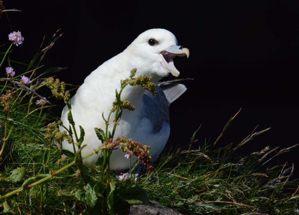 Fulmar making a lot of noise.