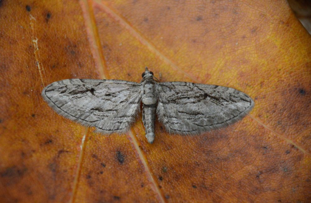 Cypress Pug