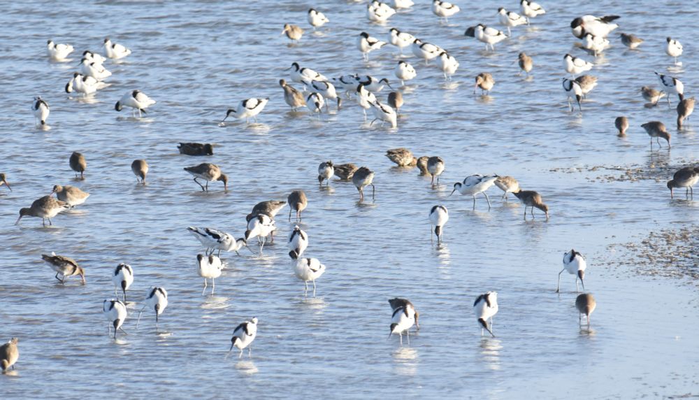 Mixed flock of wading Avocets and Black-tailed Godwits
