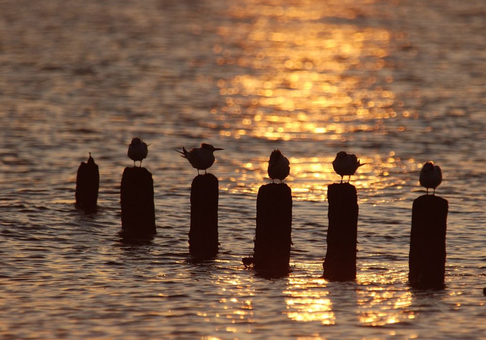 silhouettes of 5 Sandwich Terns standing on groynes with the sun reflecting on the water behind them.