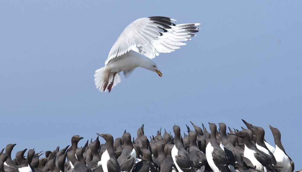 Herring Gull hovering over a group of nesting Guillemots.