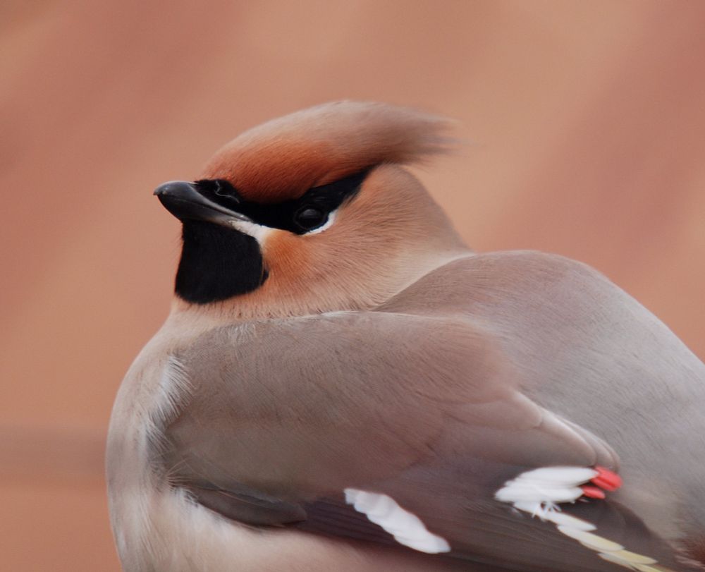 Close up of a Bohemian Waxwing.