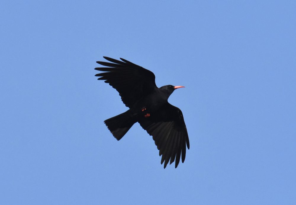 A Chough flying against a blue sky.