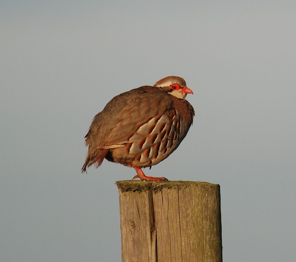 A Red-legged Partridge on a post.