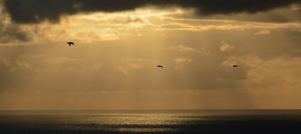 3 Gannets flying past Bempton Cliffs not long after Sunrise.