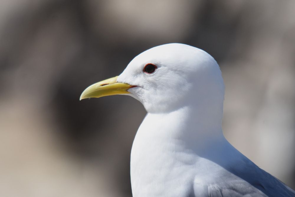 Kittiwake headshot against  brown and greyish coloured cliffs.