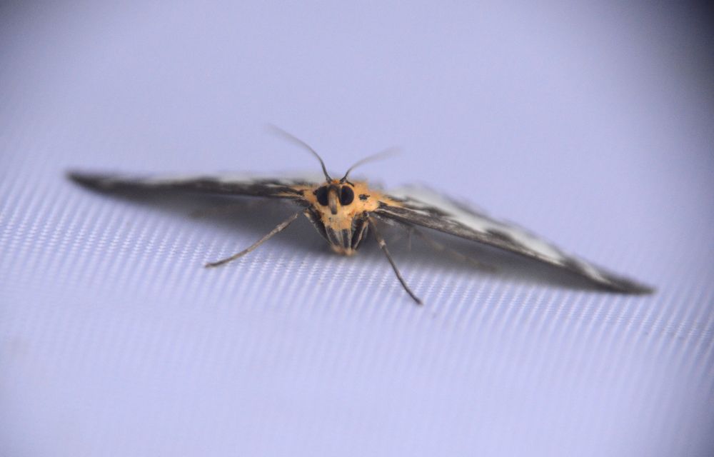 Head on photo of a Small Magpie Moth