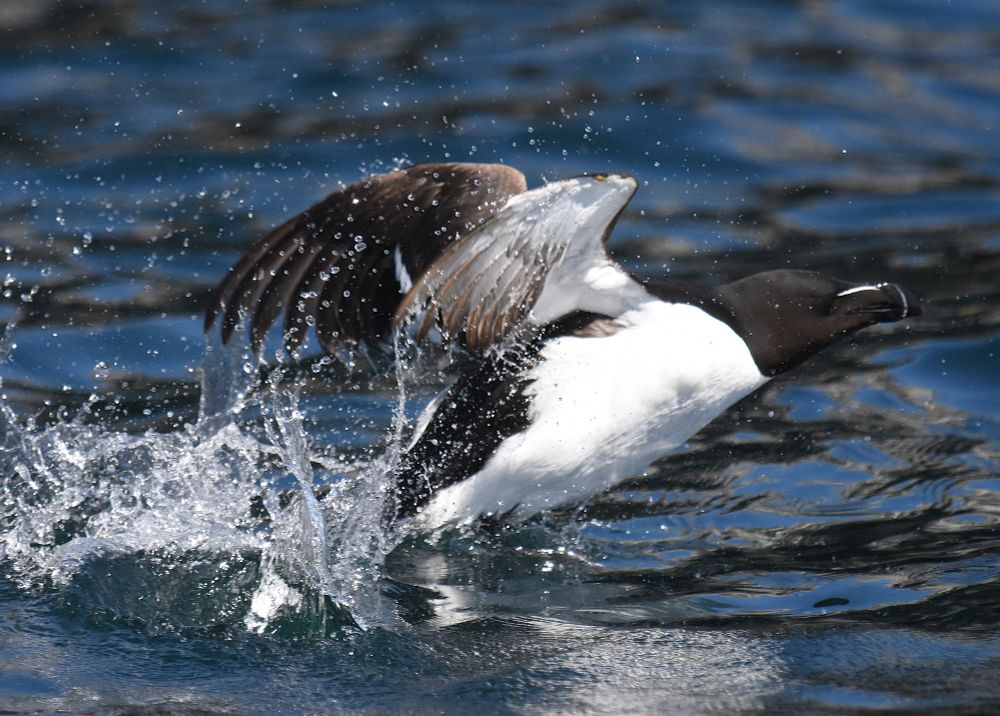 A Razorbill splashing a it's taking off from the water.