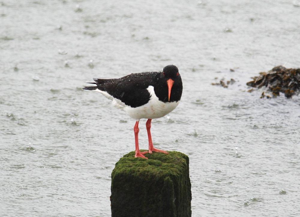 An Oystercatcher on a groyne in the rain.