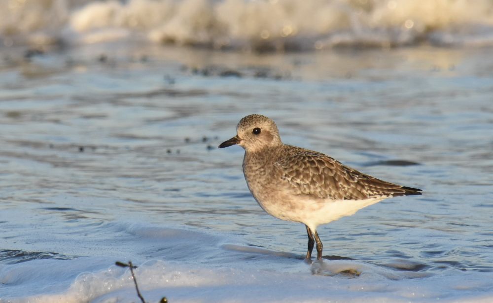 A Grey Plover standing in shallow water catching the afternoon Sun.