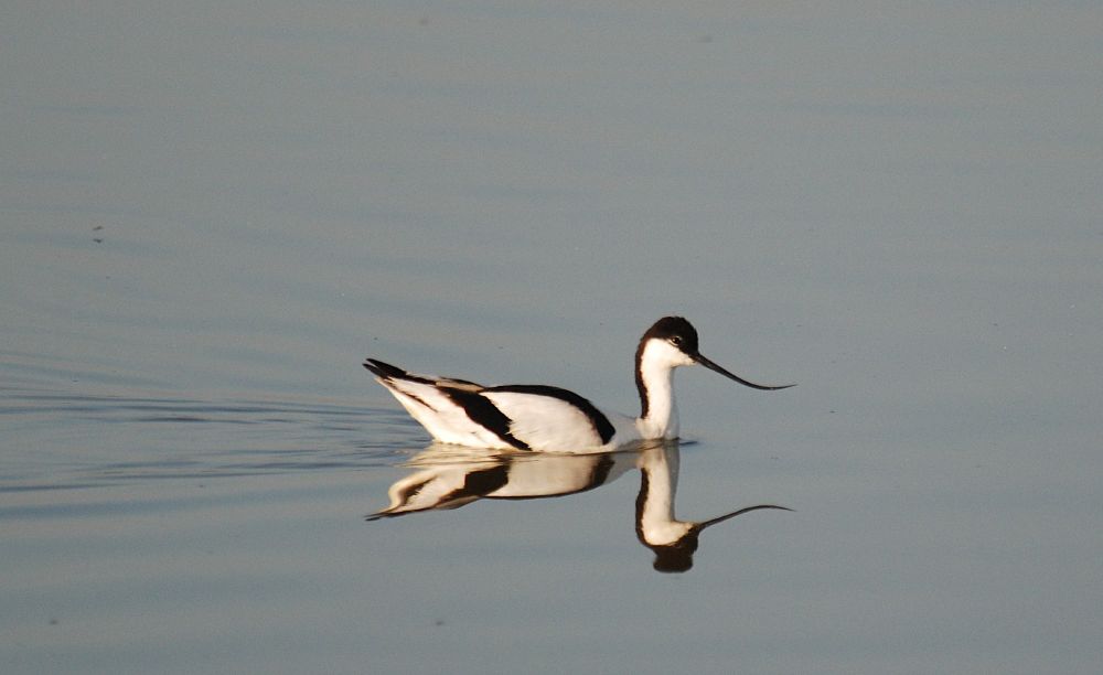Avocet swimming, looking like a Black and White Duck.