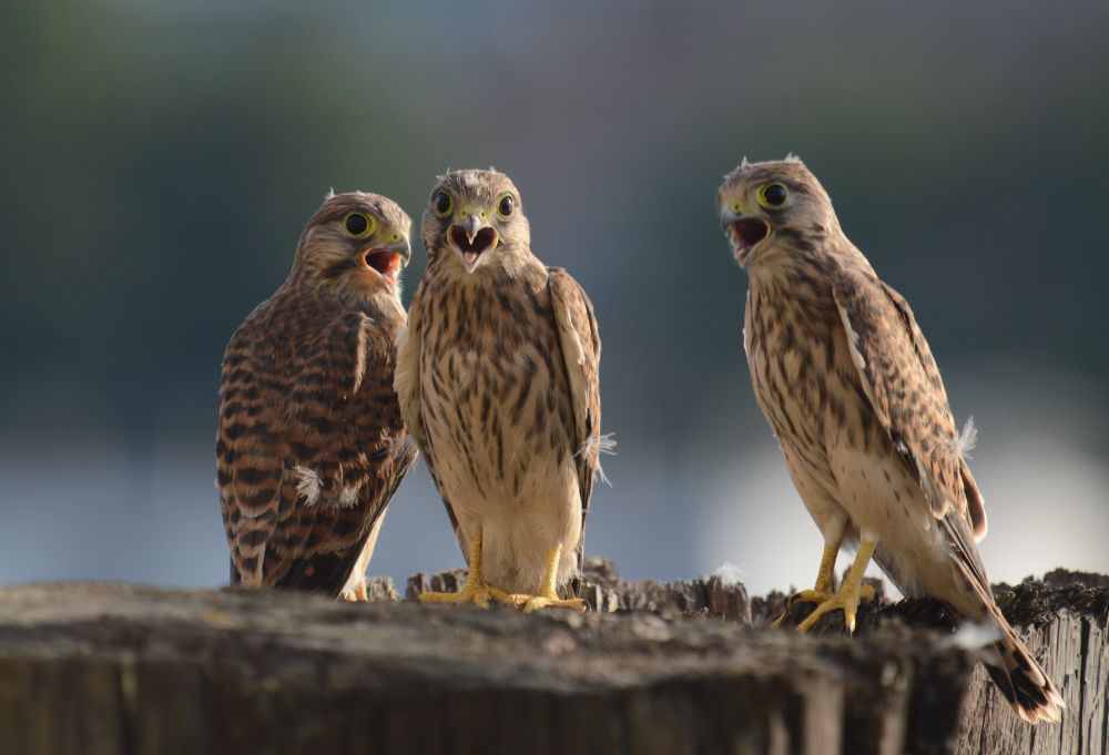 Three young Kestrels on top of an old wooden pile.