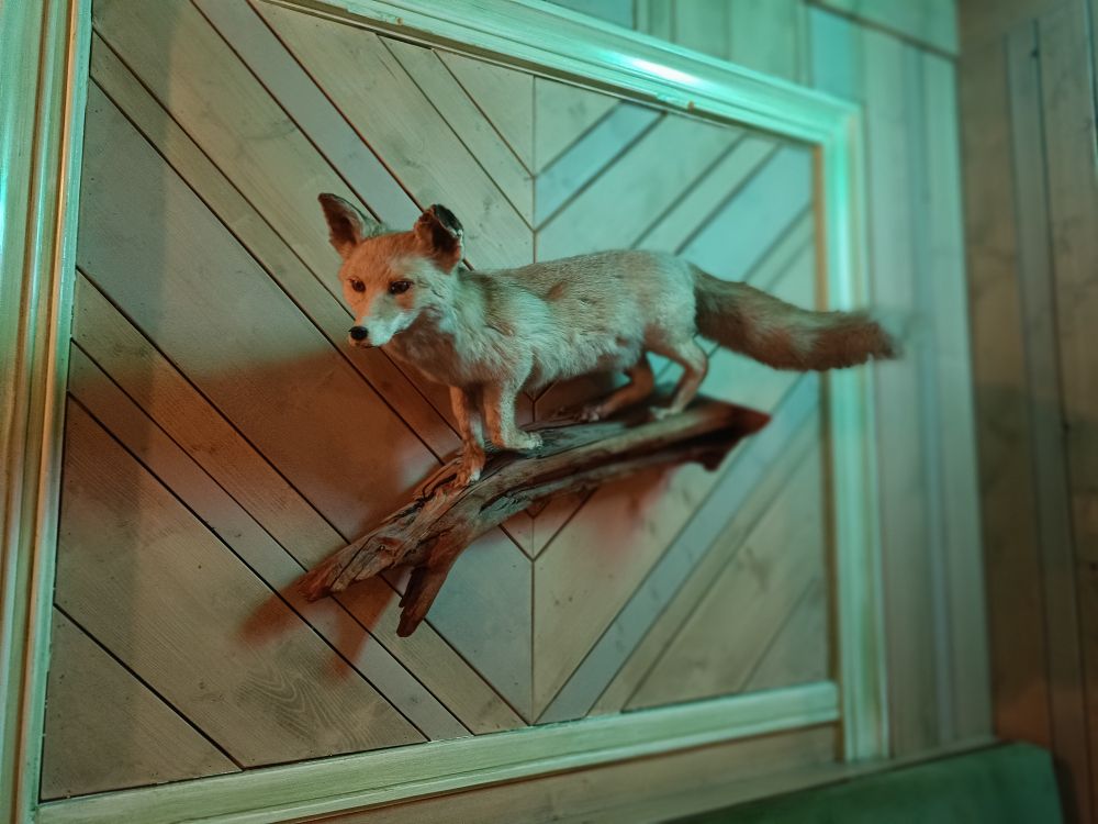 Taxidermied fox in a German restaurant.