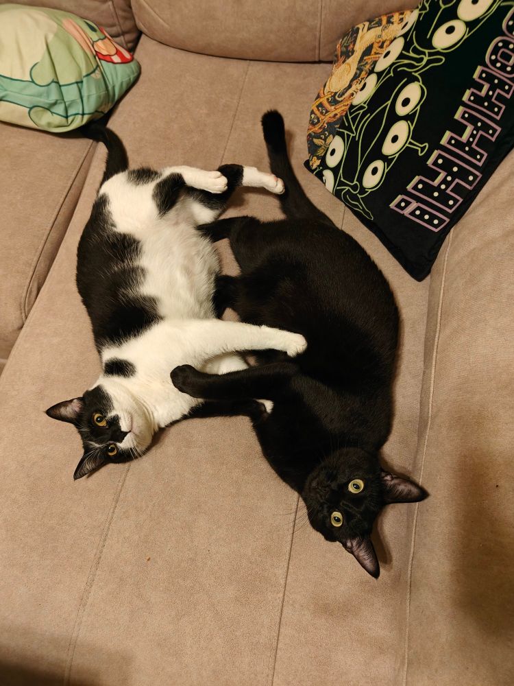 Mis dos gatas tumbadas en un sofá de un tono grisáceo con las patas de una gata enredadas con las de la otra. A la derecha está Nyx, de pelo negro y ojos verdes. A la izquierda Eclipsa, blanca y negra con ojos amarillos. Se ven varios cojines por detrás, uno es negro y alargado con dibujos de los marcianos de Toy Story y el otro es una ranita con una seta como gorro. Hay otro más con el bordado de El unicornio en cautividad, pero realmente no se distingue bien.