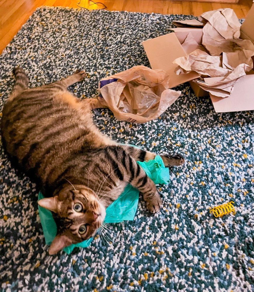 Rocket the Cat having playtime with his favorite toy, the spring! 