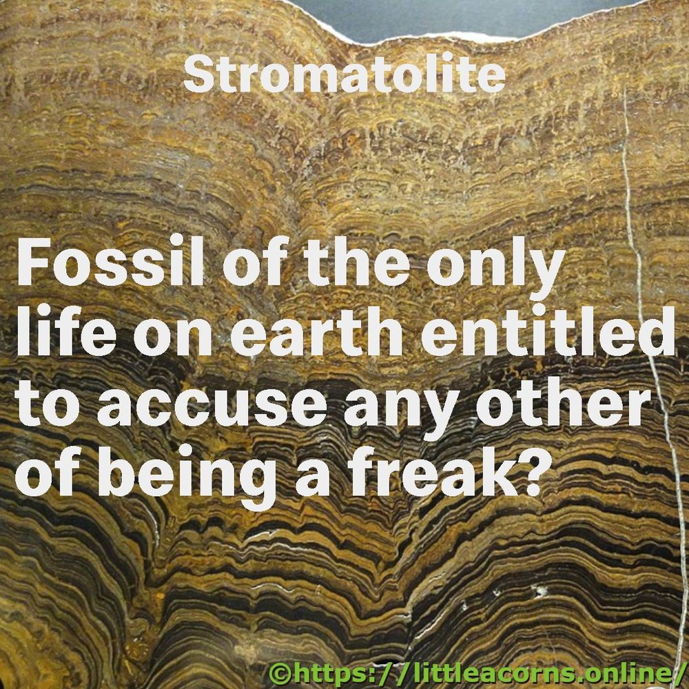 Stromatolite fossil.