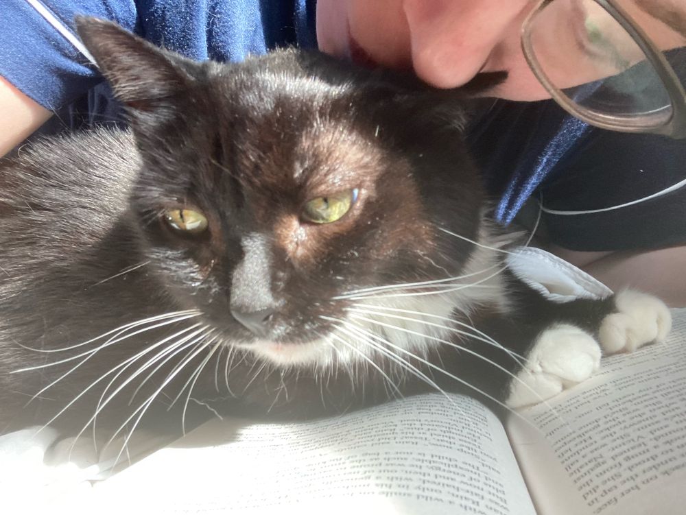 Tuxedo cat with green eyes loafing on an open book while her person who was reading it lays her face on her furry head 