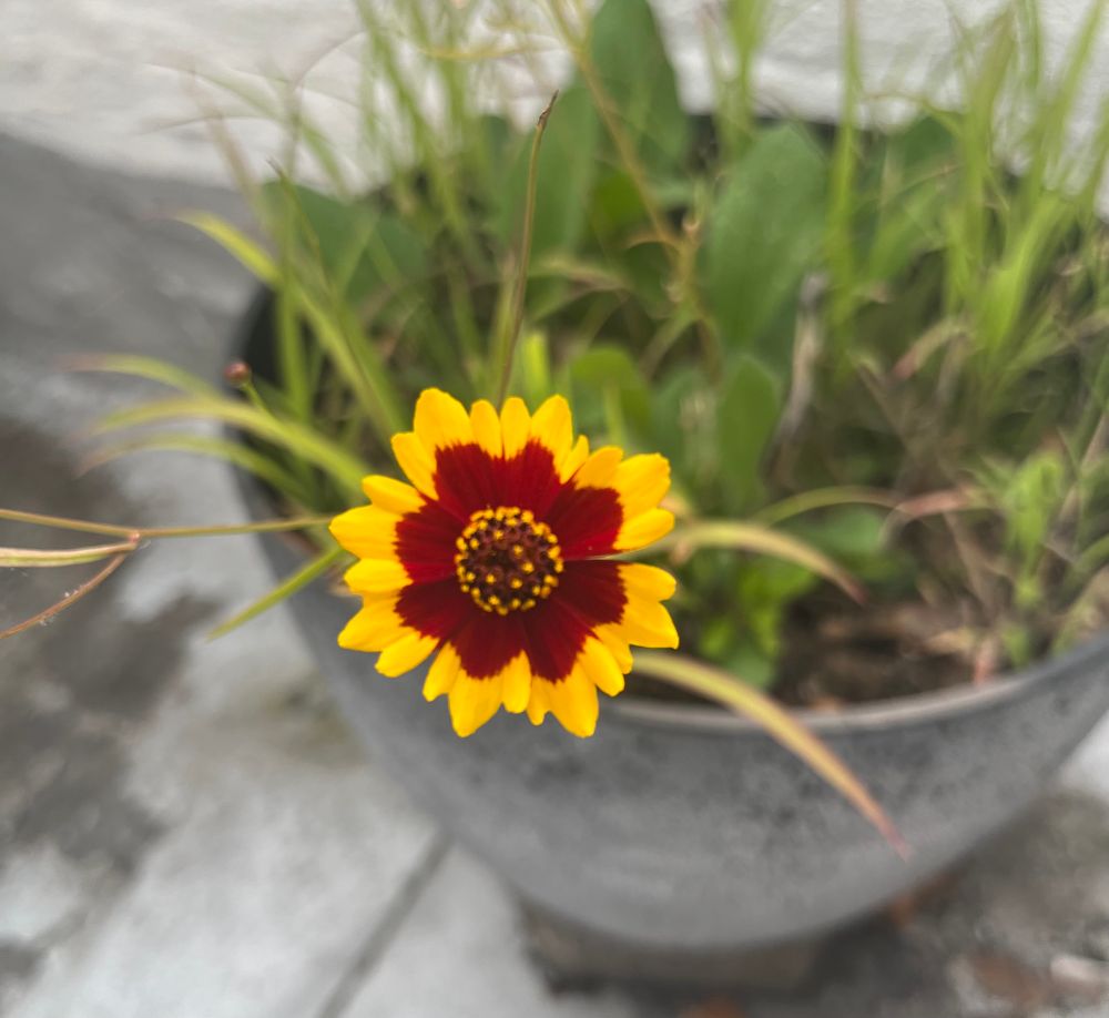iPhone tells me she’s a golden tickseed