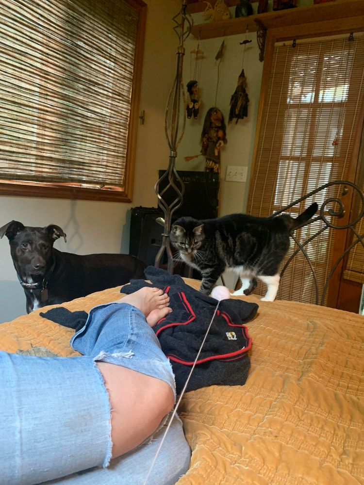 Tabby chases yarn ball while Pointador looks on from the side of the bed. 