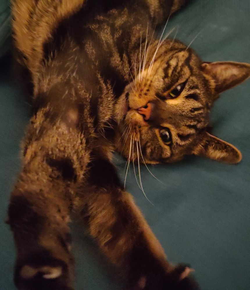 Same tabby cat, stretching his paws to the camera, lying on the other side, looking into the camera with narrowed eyes