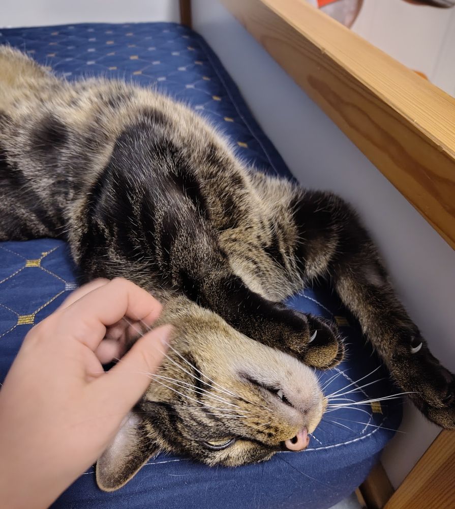 Same tabby cat, getting scritched by a human's hand and stretching with joy like only cats can do. Showing a cream coloured chin and part of a cream coloured belly and dark front paws