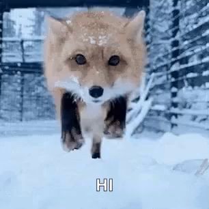 a fox is running through the snow in the woods .