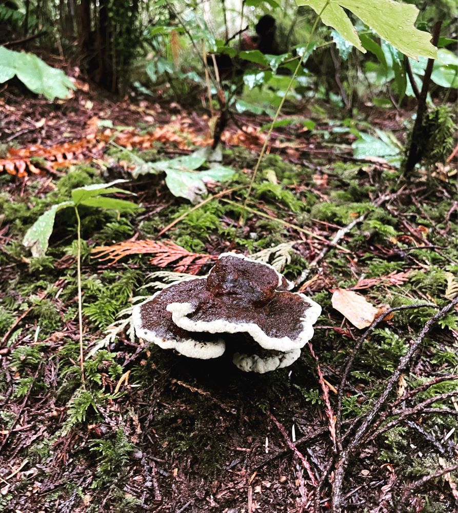Brown and white fungus on the forest floor