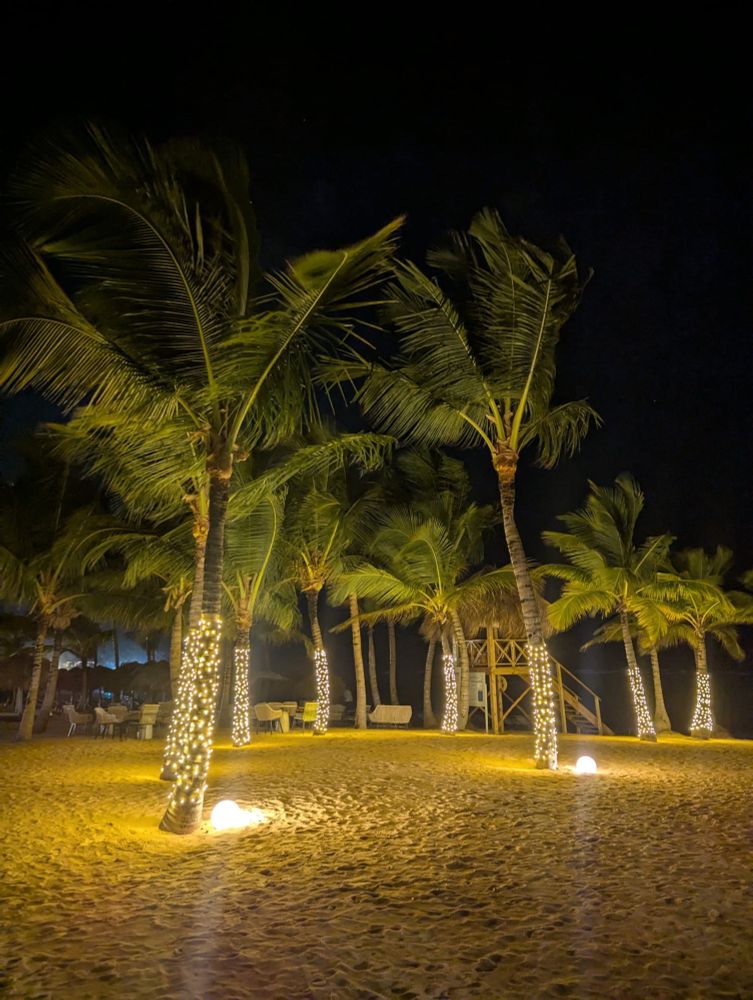 Palm trees uplit with the trunks wrapped in white LED small lights on a sandy beach
