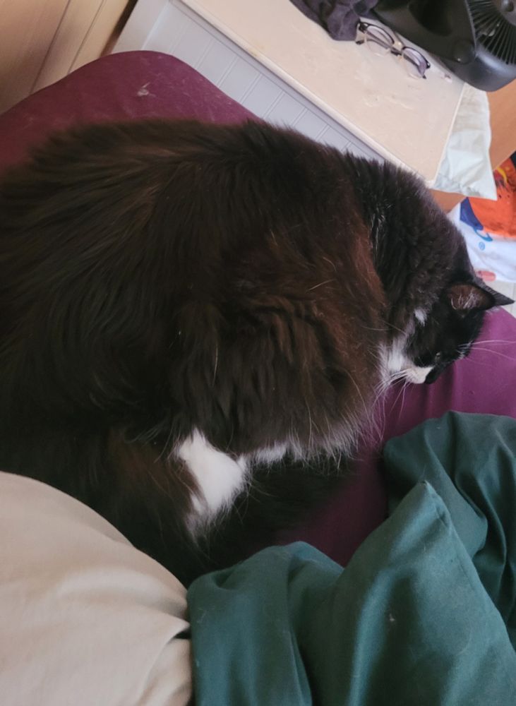 Cat curled up somewhat stiffly.