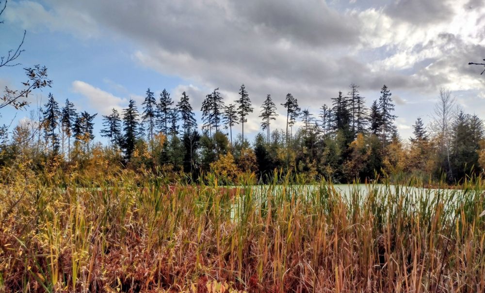 Hawk's Prairie Reclaimed Water Ponds, Lacey, WA, on Nov. 7, 2025.