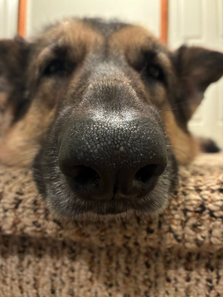 Closeup photo of a German Shepherd’s face and nose sleeping on top of the stairs. 
