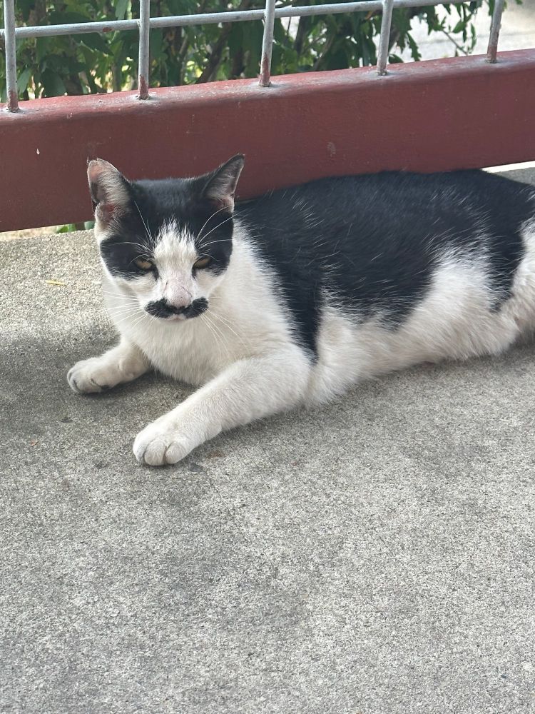 cat just chillin
