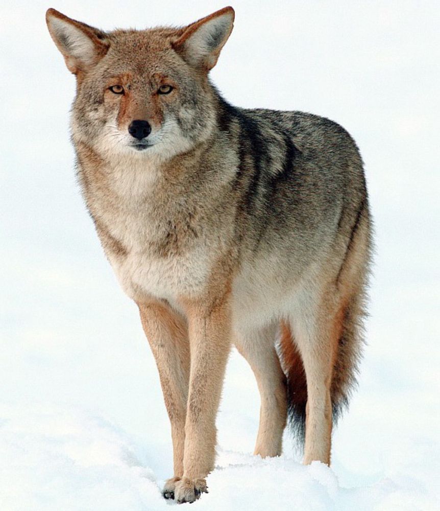 Coyote - Wikipedia