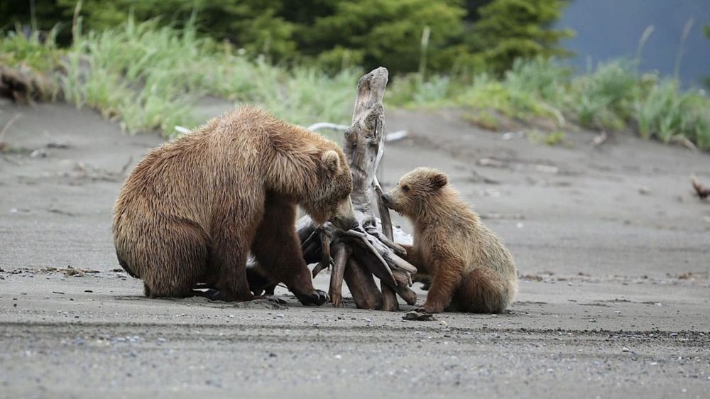 Gut Microbiomes Help Bears With Very Different Diets Reach the Same Size