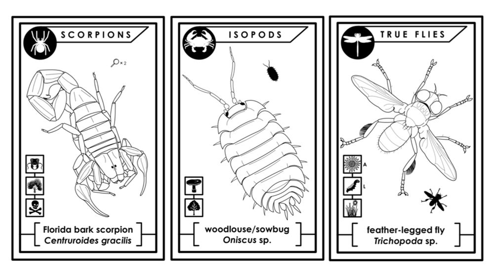 If You Love Insects and Other Arthropods, We Have the Coloring Book for You