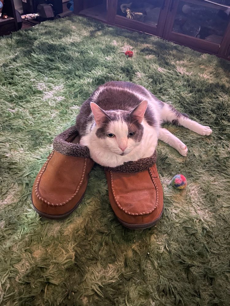 Kermit stealing my slippers