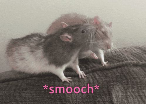 a couple of mice standing next to each other with the word smooch written below them