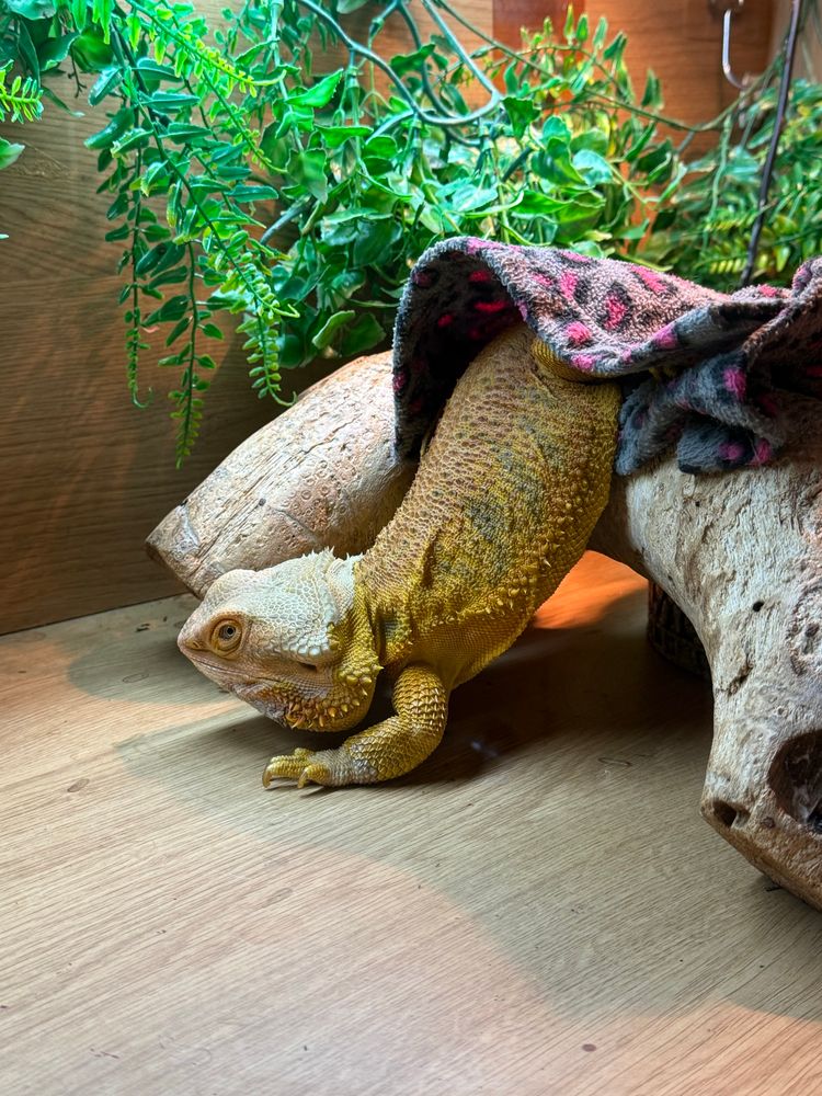 A bearded dragon half in and half out of bed… 